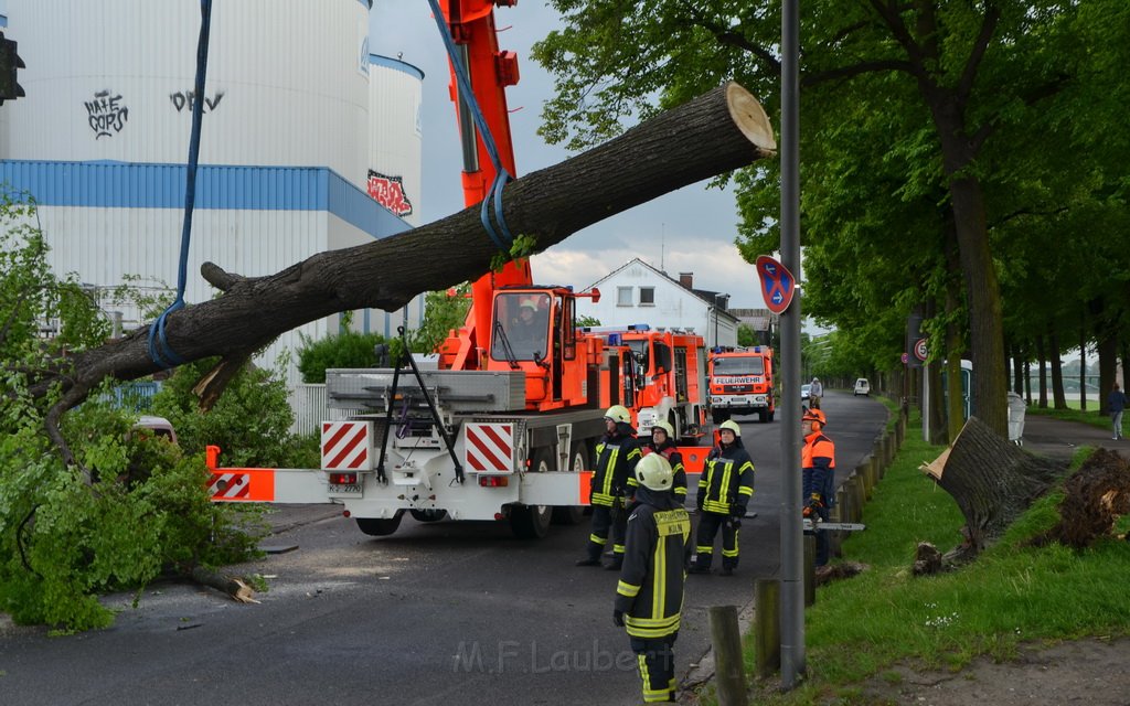Baum auf Fahrbahn Koeln Deutz Alfred Schuette Allee Mole P650.JPG - Miklos Laubert